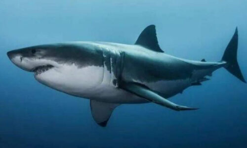 世界十大鲨鱼排名(十大鲨鱼排名视频)