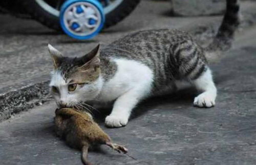 老鼠最怕三种动物(老鼠最怕的三种动物)